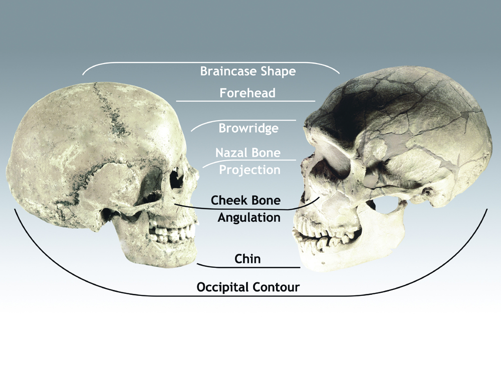 Humans and Neanderthals