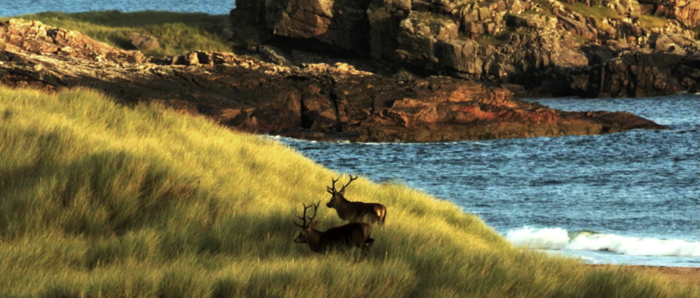 Red deer in Scotland