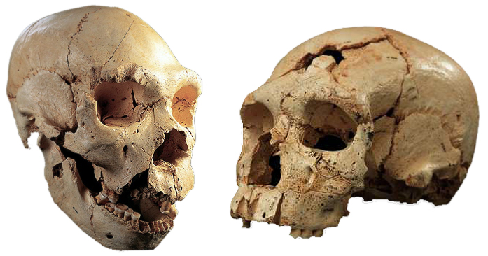 Sima de los Huesos Skulls