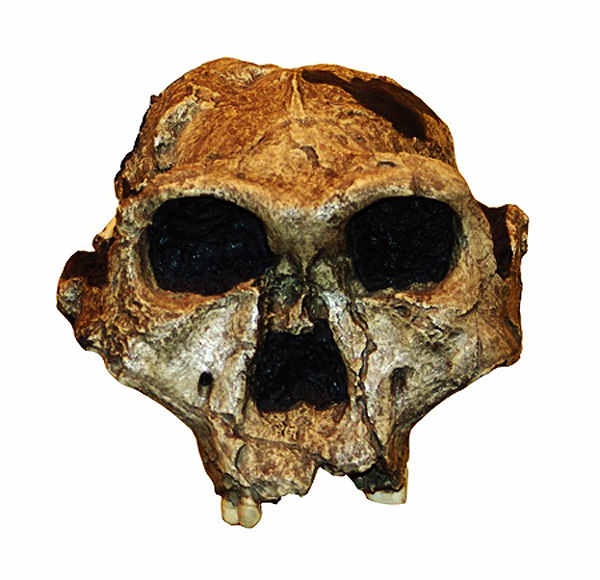 human Evolution Australopithecus
