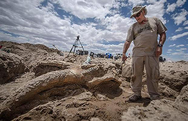 Excavation Prehistoric Elephant Skull New Mexico