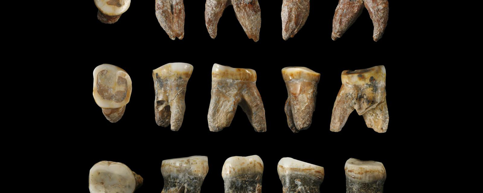 fossils found in china may be from a new human species