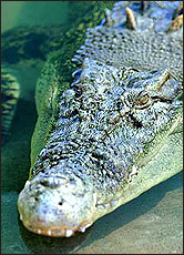 australia crocodile