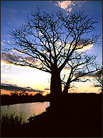 australian boab