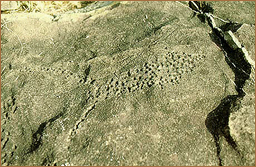 Rock Art Africa