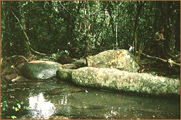 rock art africa