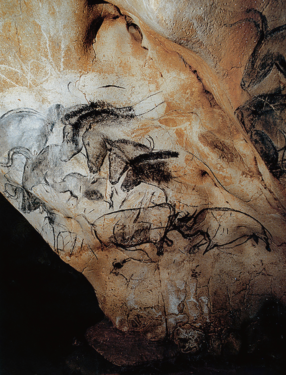 Chauvet Cave Art Rhino Horses Painting