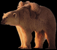 Bears