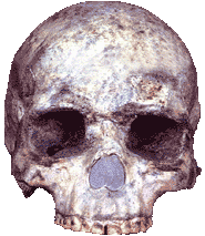 Liujiang Homo sapiens fossil Skull