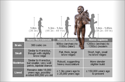 homo floresiensis homo erectus homo sapiens