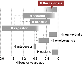 homo floresiensis