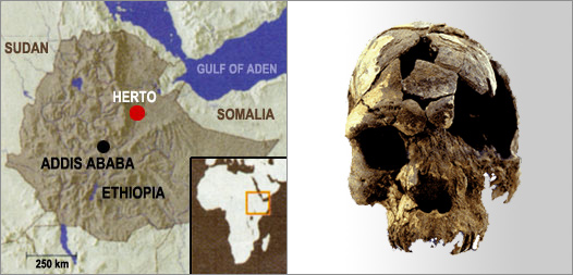 herto discovery ethiopia