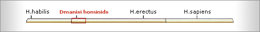 single branch for genus Homo