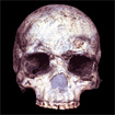 homo sapiens