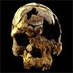 ancestor fossils