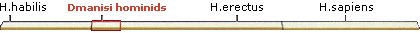 genus homo