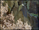 Oregon Territory America Rock Art Petroglyphs Pictographs