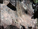 Oregon Territory America Rock Art Petroglyphs Pictographs