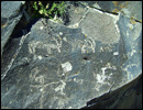 Oregon Territory America Rock Art Petroglyphs Pictographs