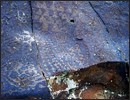 Oregon Territory America Rock Art Petroglyphs Pictographs