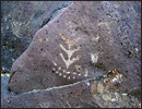 Oregon Territory America Rock Art Petroglyphs Pictographs