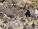 Oregon Territory America Rock Art Petroglyphs Pictographs