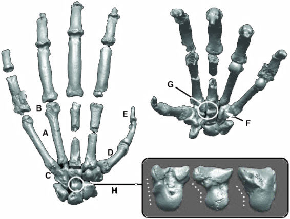 Human Evolution Ardipithecus ramidus