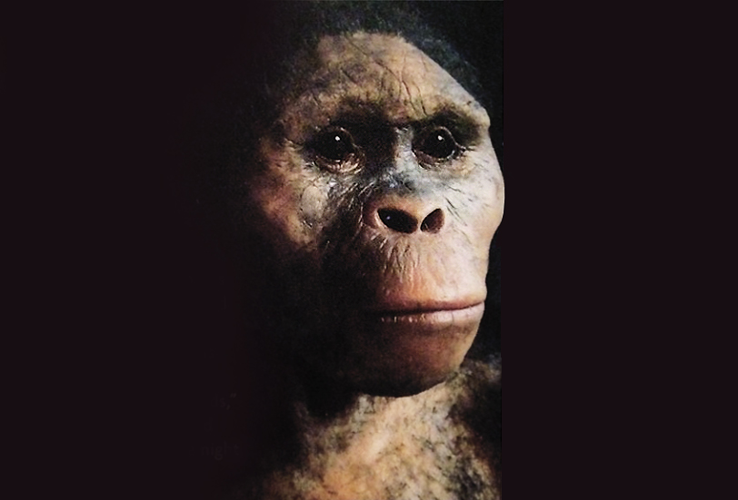 Resultado de imagen de australopithecus afarensis lucy