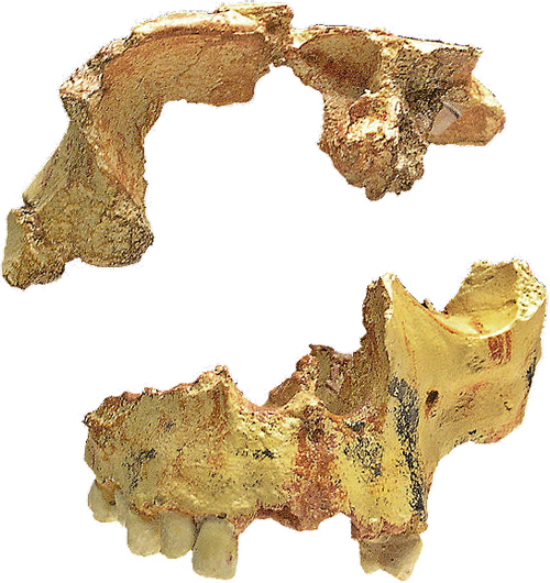 Image result for homo antecessor skull found in spain - 1994