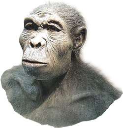 Homo habilis