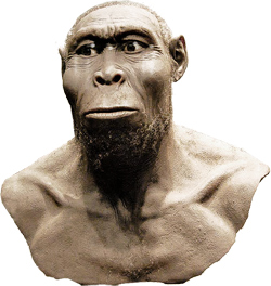 Homo habilis