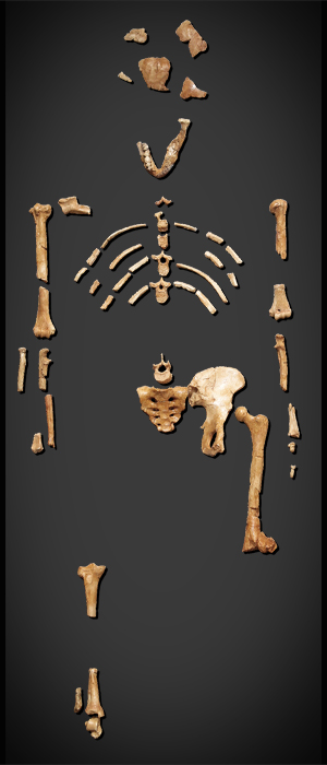 Australopithecus lucy