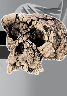 Sahelanthropus tchadensis