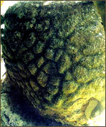 Campeche Rock Art Petroglyphs