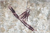 South Africa Rock Art Paintings