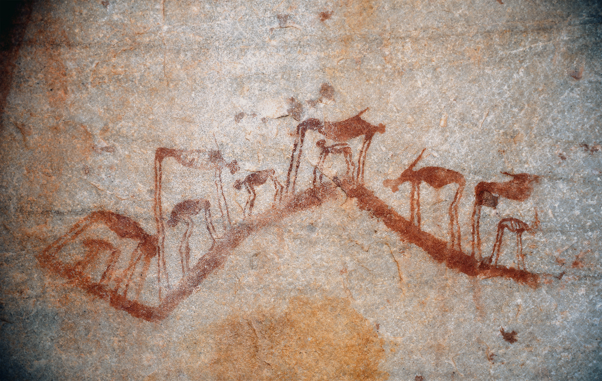 Bradshaw Foundation Western Cape Rock Art Paintings Africa African