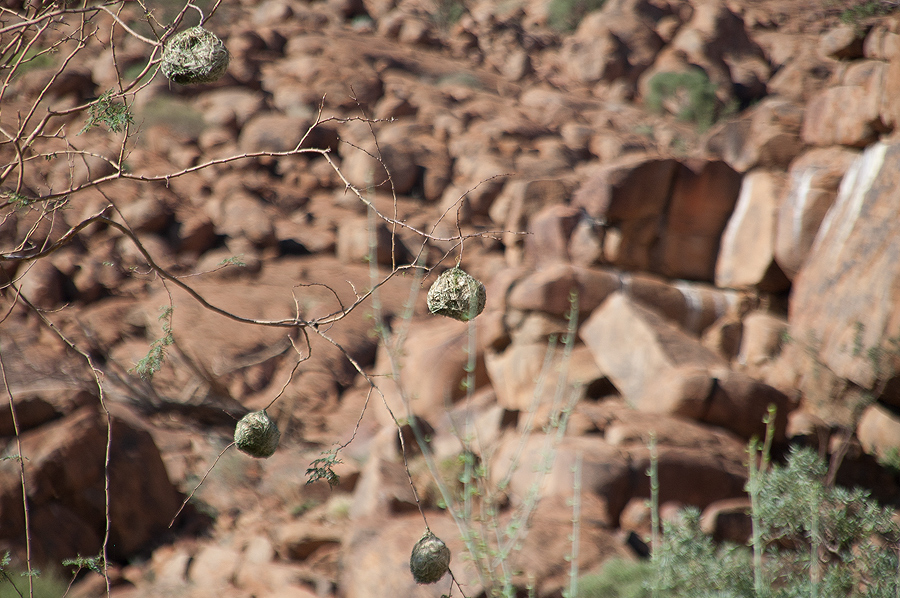 Bradshaw Foundation Rock Art Engraving Engravings Namibia Twyfelfontein /Ui- //aes Brandberg UNESCO World Heritage Site Africa Rock Art Network RAN