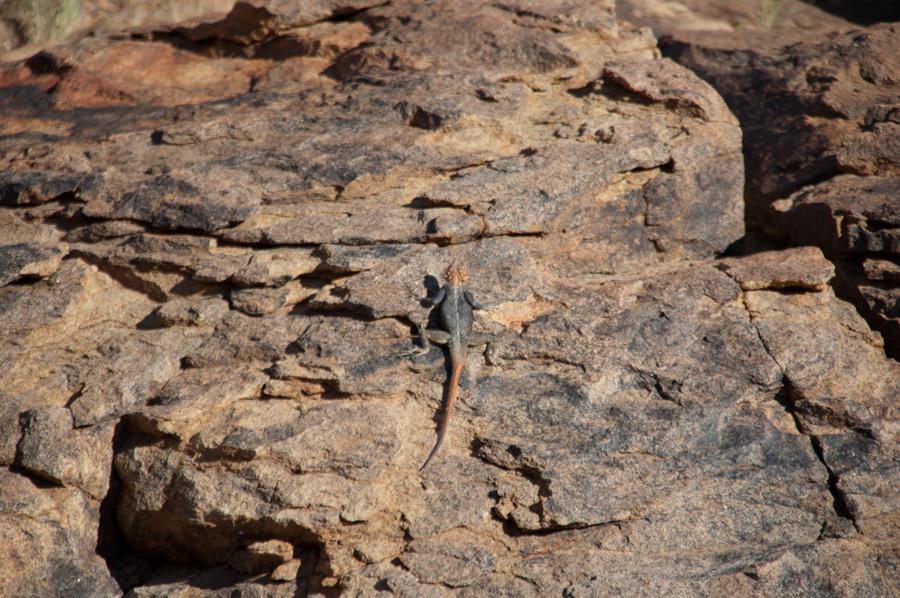 Bradshaw Foundation Rock Art Engraving Engravings Namibia Twyfelfontein /Ui- //aes Brandberg UNESCO World Heritage Site Africa Rock Art Network RAN