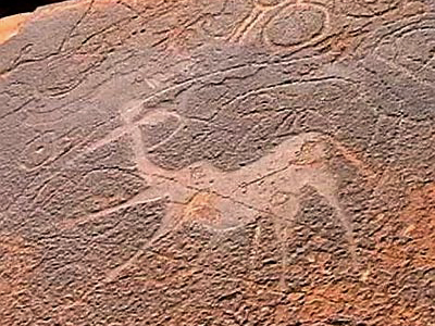 Engravings Rock Art Petroglyphs Petroglyph Twyfelfontein Namibia Africa