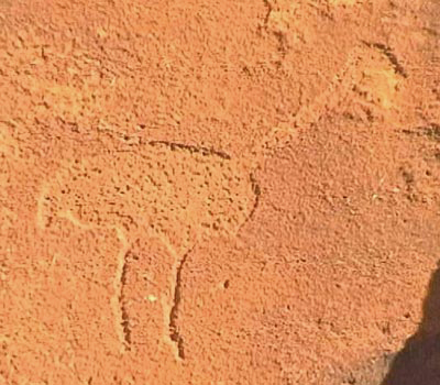 Engravings Rock Art Petroglyphs Petroglyph Twyfelfontein Namibia Africa