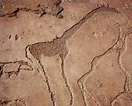 Engravings Rock Art Petroglyphs Petroglyph Twyfelfontein Namibia Africa Bradshaw Foundation