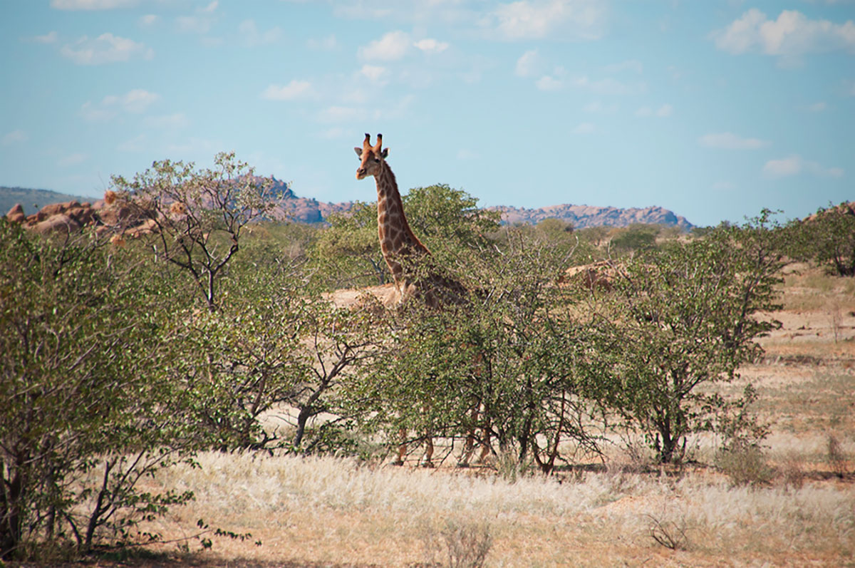 Bradshaw Foundation Giraffe Rock Art Engraving Engravings Namibia Twyfelfontein /Ui- //aes UNESCO World Heritage Site Africa Rock Art Network RAN