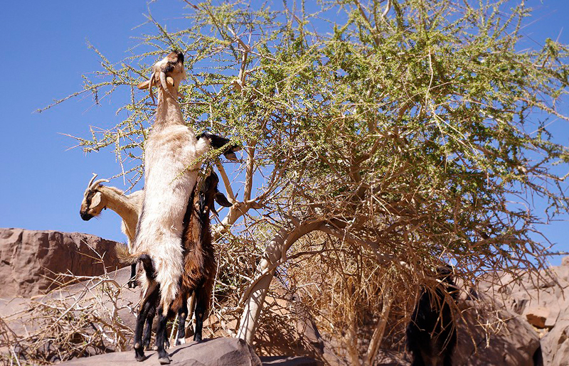 Bradshaw Foundation Goats Rock Art Africa African Sahara Gallery Great Desert Photos Photographs Archaeology