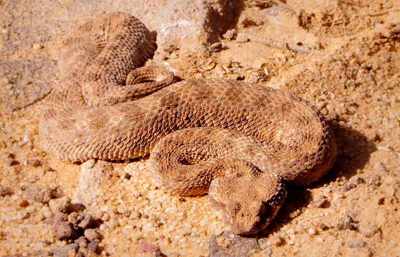 Bradshaw Foundation Rock Art Africa African Sahara Gallery Snake Great Desert Photos Photographs Archaeology