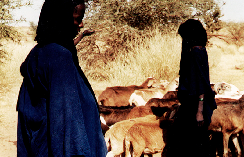 Bradshaw Foundation Goat HerdersRock Art Africa African Sahara Gallery Great Desert Photos Photographs Archaeology