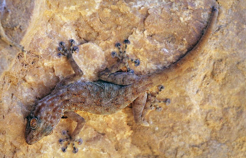 Bradshaw Foundation Rock Art Africa African Sahara Gallery Gecko Great Desert Photos Photographs Archaeology