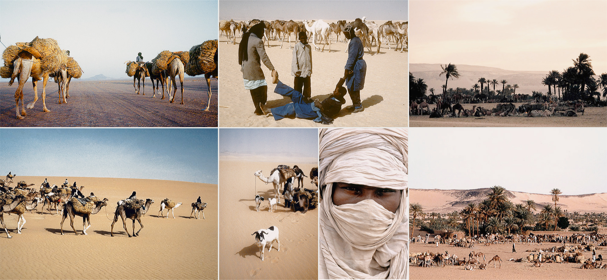 Tuareg Salt Caravans Niger Africa Bradshaw Foundation