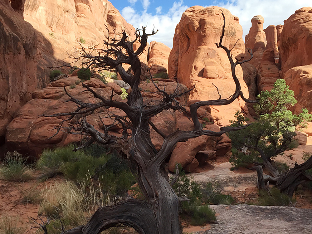 Rock Art Moab Region Utah Petroglyphs Pictographs America USA Archaeology Bradshaw Foundation