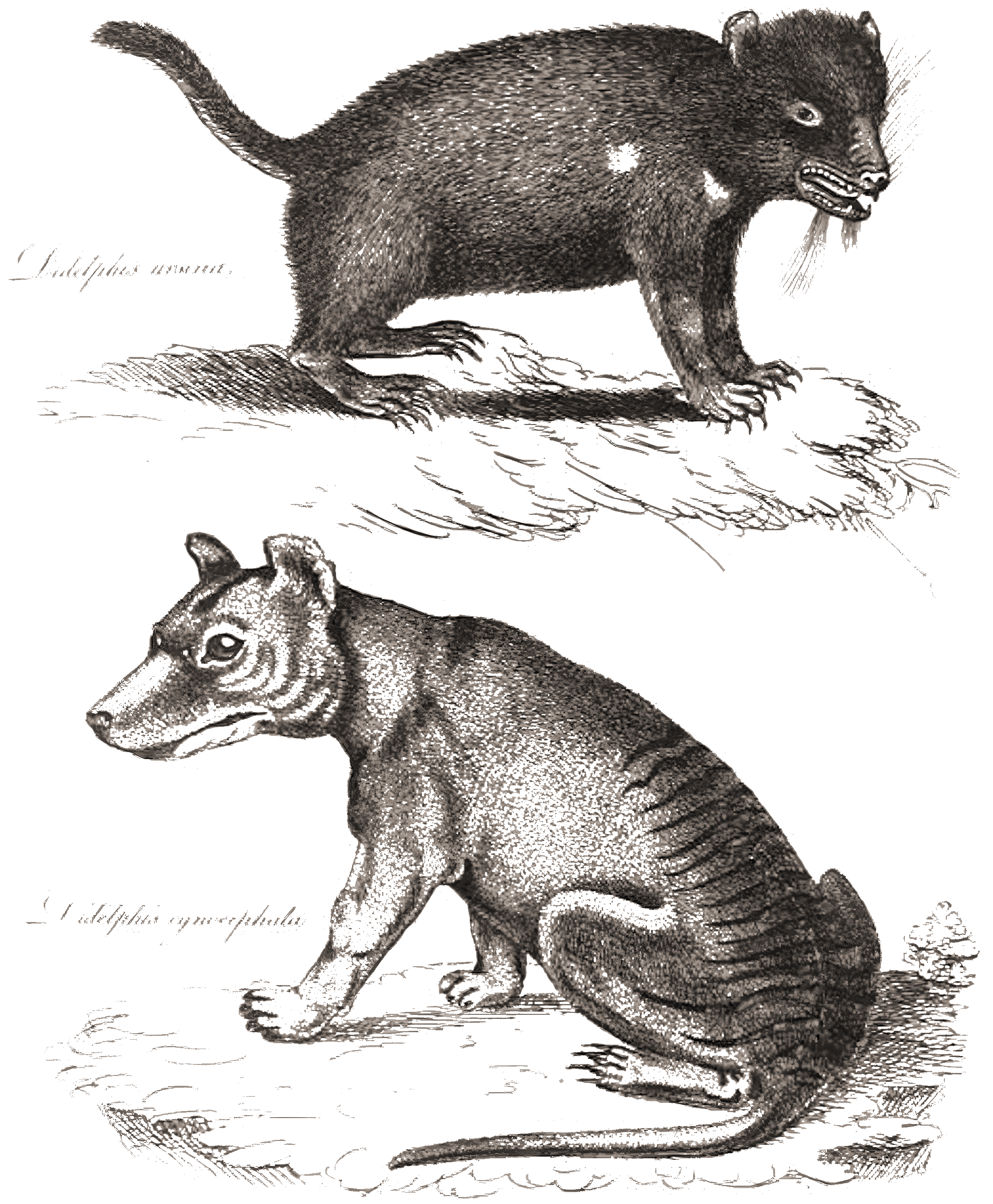 Rock Art Gilf Kebir Cave of Swimmers Egypt Bradshaw Foundation