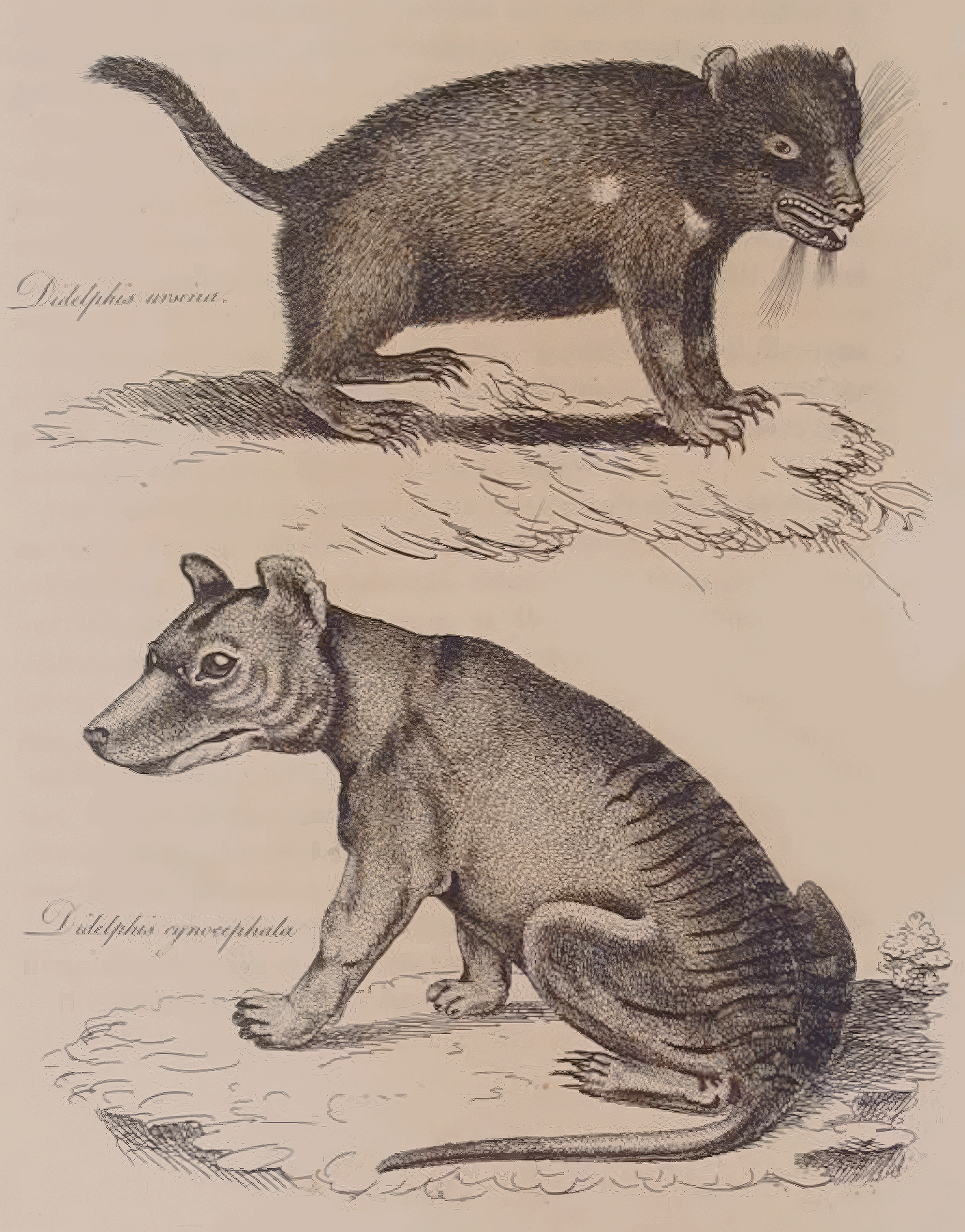 The proposed modern human migration routes to Australia New Guinea Sulawesi Indonesia